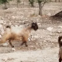 کهره نر چاق