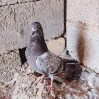 کفتر فروشی|پرنده|رویدر, |دیوار