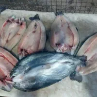 مرغ و ماهی قزل آلا