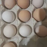 تخم نطفه دار