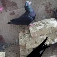 دو عدد کفتر