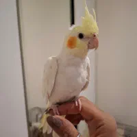 عروس هلندی نر و ماده|پرنده|تهران, ولنجک|دیوار