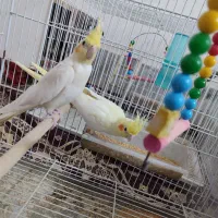 پرنده|پرنده|سبزوار, باهنر|دیوار