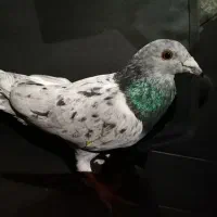 کبوتر سرور نر گرفتنی|پرنده|دیواندره, |دیوار