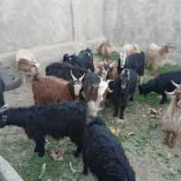 کره نر بزغاله ۲۰تا۲۳کیلو|حیوانات مزرعه|حمیدیا, |دیوار