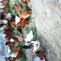 مرغ و خروس محلی