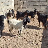 ۵عدد بز ماده ویک نر