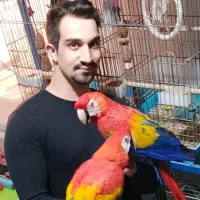 جوجه کاکادو آمازون آرا سخنگو