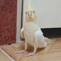 عروس هلندی|پرنده|مشکین‌دشت, |دیوار