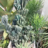 کاکتوس صخره ای|گل و گیاه طبیعی|رودبنه, |دیوار