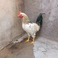 خروس دو عدد