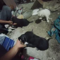 طوله سگ|سگ|رشت, حمیدیان|دیوار