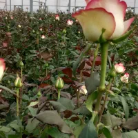 استخدام نیرو/ کارگر خانم برای گلخانه گل رز شاهنامه