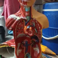 مجسمه داخلی بدن