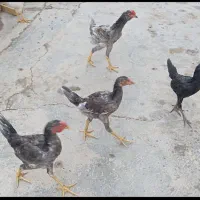 نیمچه خروس