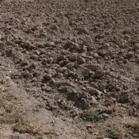 فروش 2 باغ در شهر علویجه