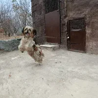 واگذاری شیتزو سوپر فلت وارداتی