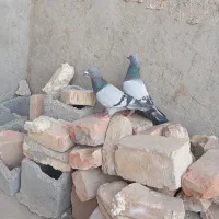 کبوتر ها فروشی|پرنده|سراوان, |دیوار