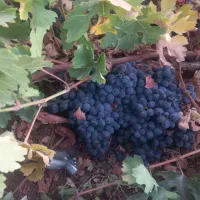 هرس انگور باغ برین