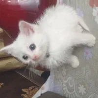 گربه پرشین نر سفید چشم رنگی