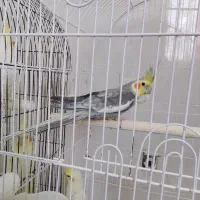 چهار عدد عروس هلندی خوب|پرنده|زارچ, |دیوار