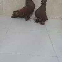 نر و ماده سرخ کاکل پاپر