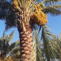 فروش خرما