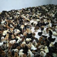 پیش فروش جوجه محلی یکروزه