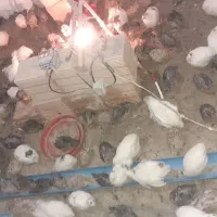 پرنده دونه ۸۰تومان|حیوانات مزرعه|فاضل آباد, |دیوار