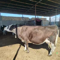 گاوسمینتال شکم دوم 26کیلوشیربه شرط دوشش