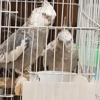 یک جفت عروس هلندی با قفس