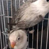 قناری جفت شده و کوتوله جفت رنگهای خاص|پرنده|مشهد, شهید آوینی|دیوار