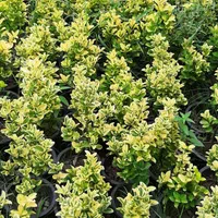 شمشاد طلایی لاوسون سیکاس گل کاغذی|خدمات باغبانی و درختکاری|آمل, |دیوار