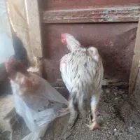 تعدادی خروس۶ماهه برای خون|حیوانات مزرعه|بیرجند, |دیوار