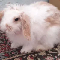 خرگوش لوپ هلندی