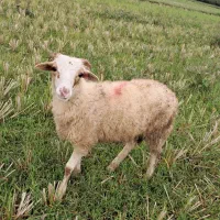 گوسفند نر جوان حدود ۳۵ کیلویی|حیوانات مزرعه|رشت, بازار|دیوار