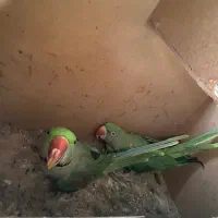 یک جفت شاه طوطی|پرنده|قائم‌شهر, |دیوار