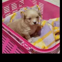 واگذاری توله سگ