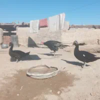 نره.بقلمون‌واردک.خارجی|حیوانات مزرعه|زابل, |دیوار