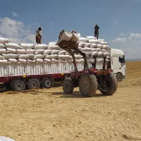 خریدار کاه گندم از ۱۰تن تا ۲۰۰تن به بالا|عمدهفروشی|سقز, |دیوار