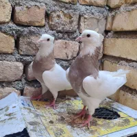 طوقی دمسفید دمسیاه کله الماسی پرشی گرگی کله دمبی|پرنده|مبارکه, |دیوار