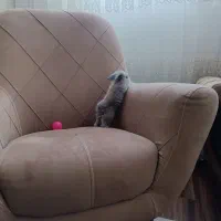 خرگوش لوپ سیلور