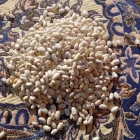 لوبیا سفید تمیز کاشت امسال|عمده‌فروشی|ری, علایین|دیوار