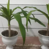 گل کاج مطبق یوکا ملکه|گل و گیاه طبیعی|اژیه, |دیوار