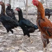 مرغ و خروس لاری اصیل