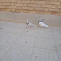 کبوترطوقی مهر  ۳جفت|پرنده|سمنان, |دیوار