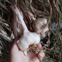 سیر خشک تازه