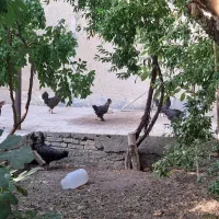 مرغ تخمذار بومی