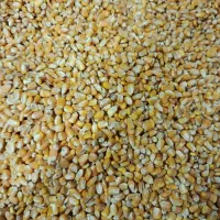 ذرت برای دام وطیور