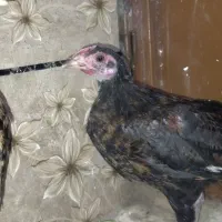 جوجه محلی